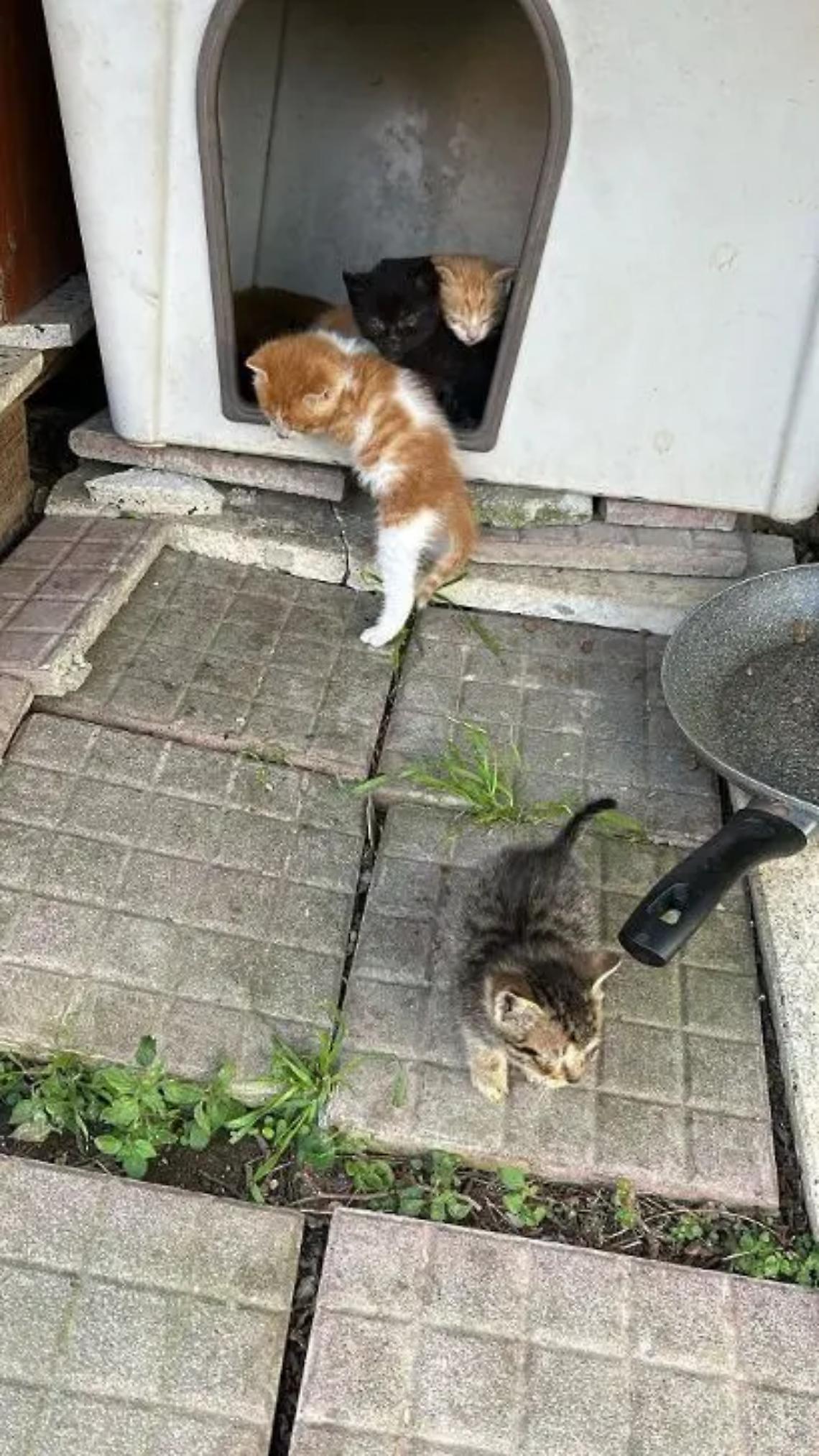 Gattini cercano una famiglia
