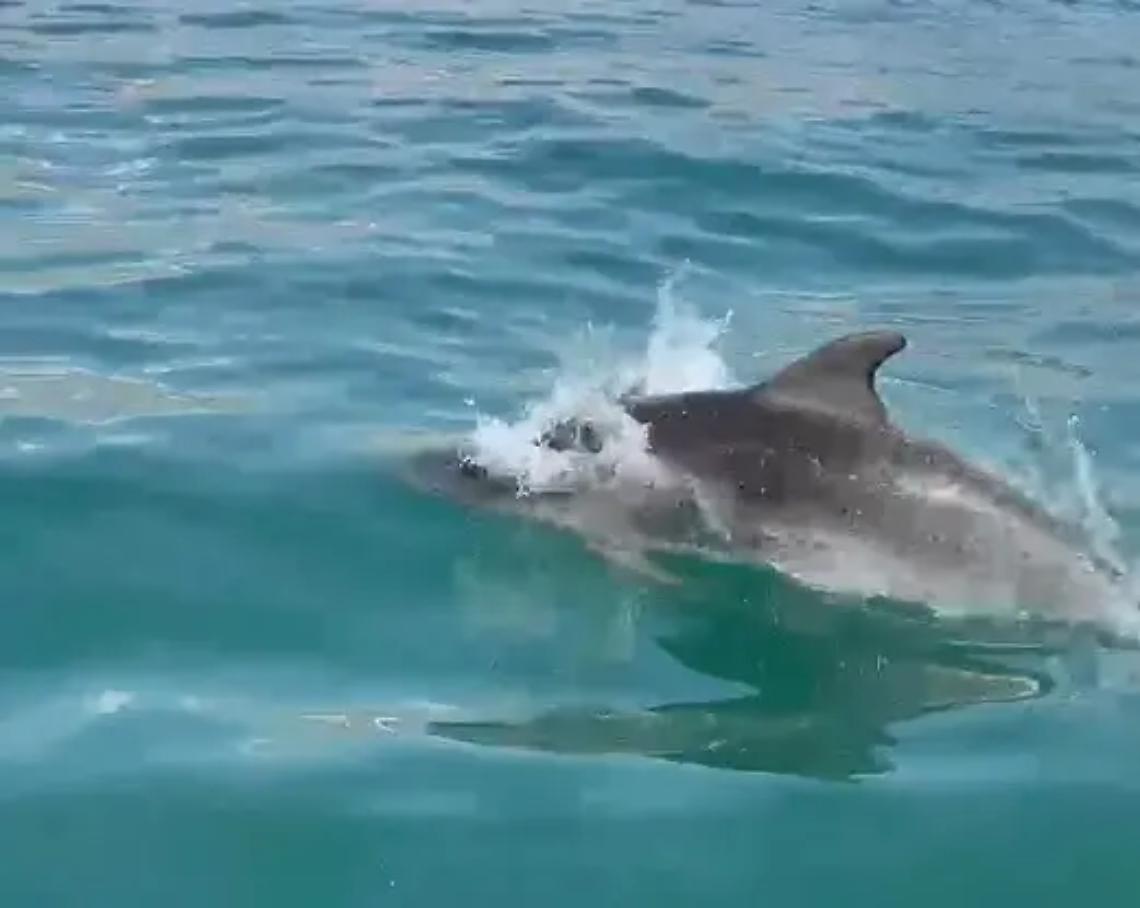 Tornano i delfini alla Lega Navale &ndash; VIDEO