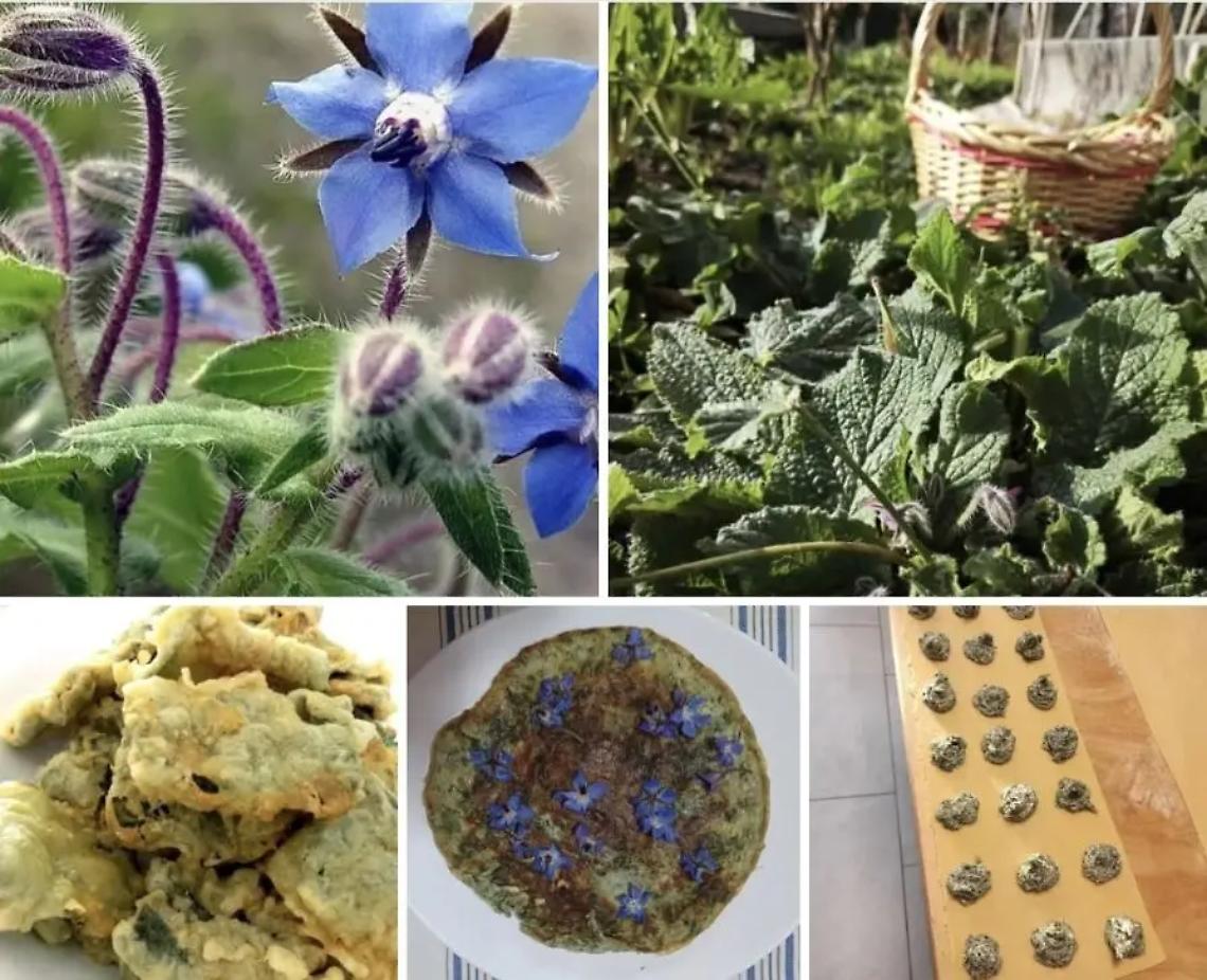 La borragine dei Monti della Tolfa elisir di benessere