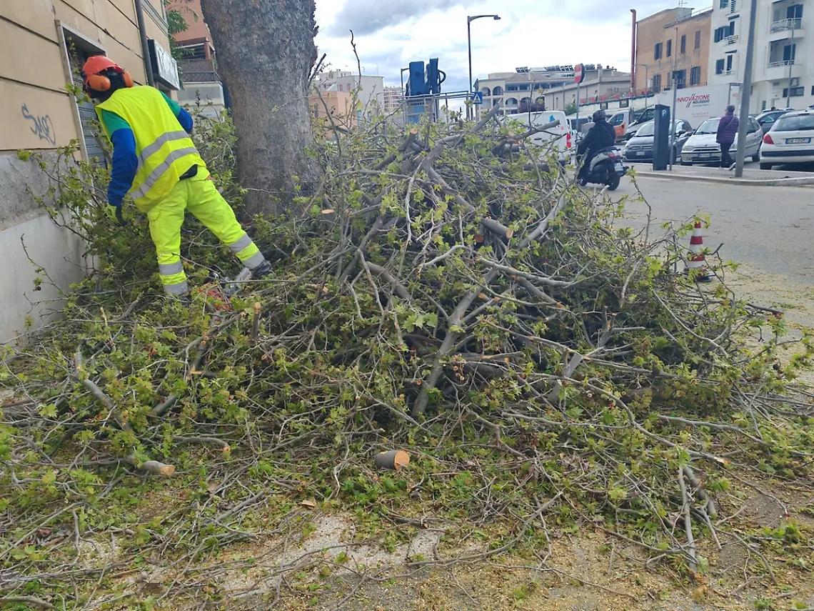 Alberi a viale Baccelli e via Roma, interrogazione urgente di FdI