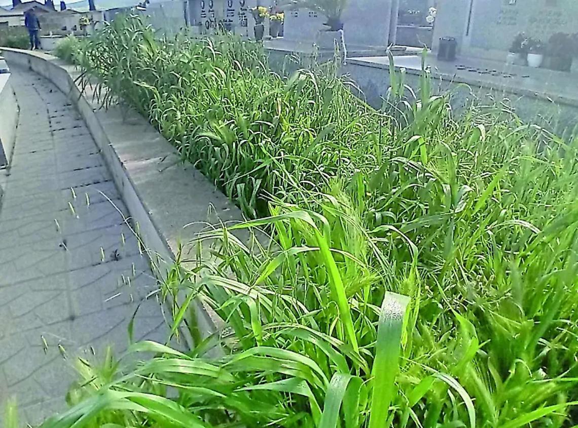 Erba alta al cimitero nuovo