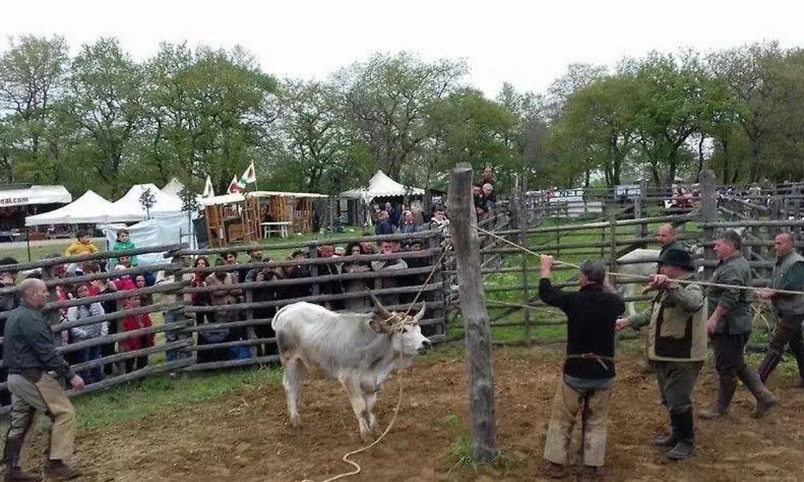 La radio tra passato e futuro: anche i radioamatori alla Festa della Merca 2026