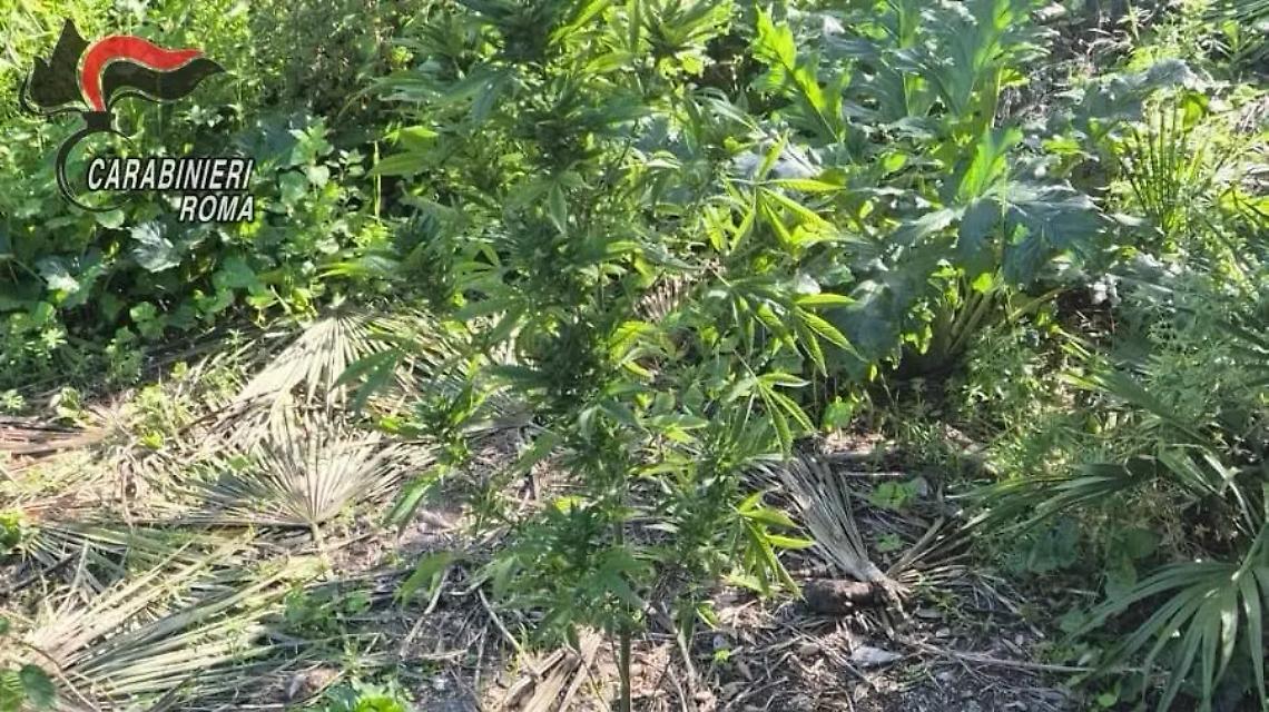 Santa Marinella, coltivava piante di cannabis in giardino: arrestato dai carabinieri