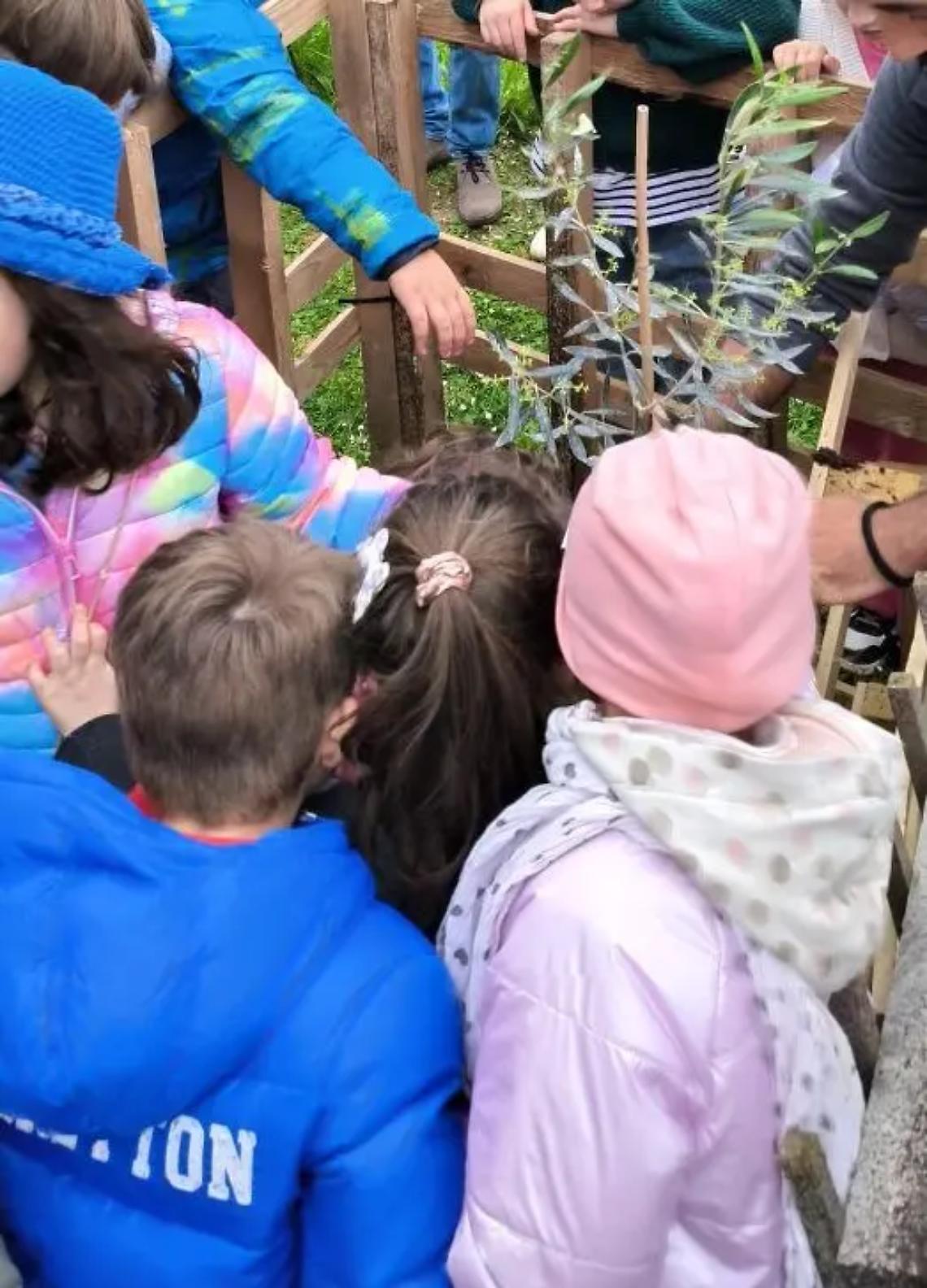 Tarquinia, piantato un olivo al Parco delle Mura
