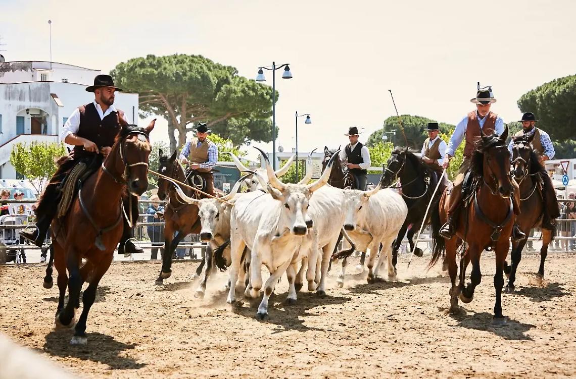 &laquo;Maremma d&rsquo;aMare premiata col Senofonte: l&rsquo;orgoglio di un&rsquo;idea che continua a vincere&raquo;