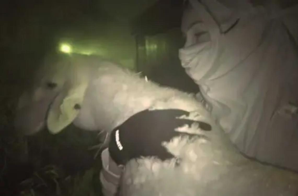 Blitz al mattatoio, azione pianificata nei dettagli