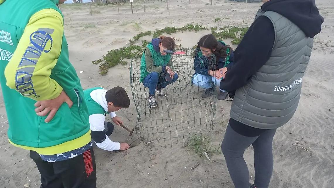 Avvistato il primo nido di fratino a Torre Flavia
