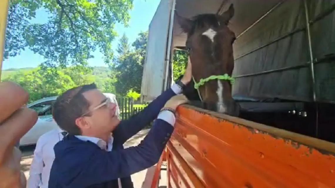 Orte, salvato il cavallo riverso a terra sotto il sole