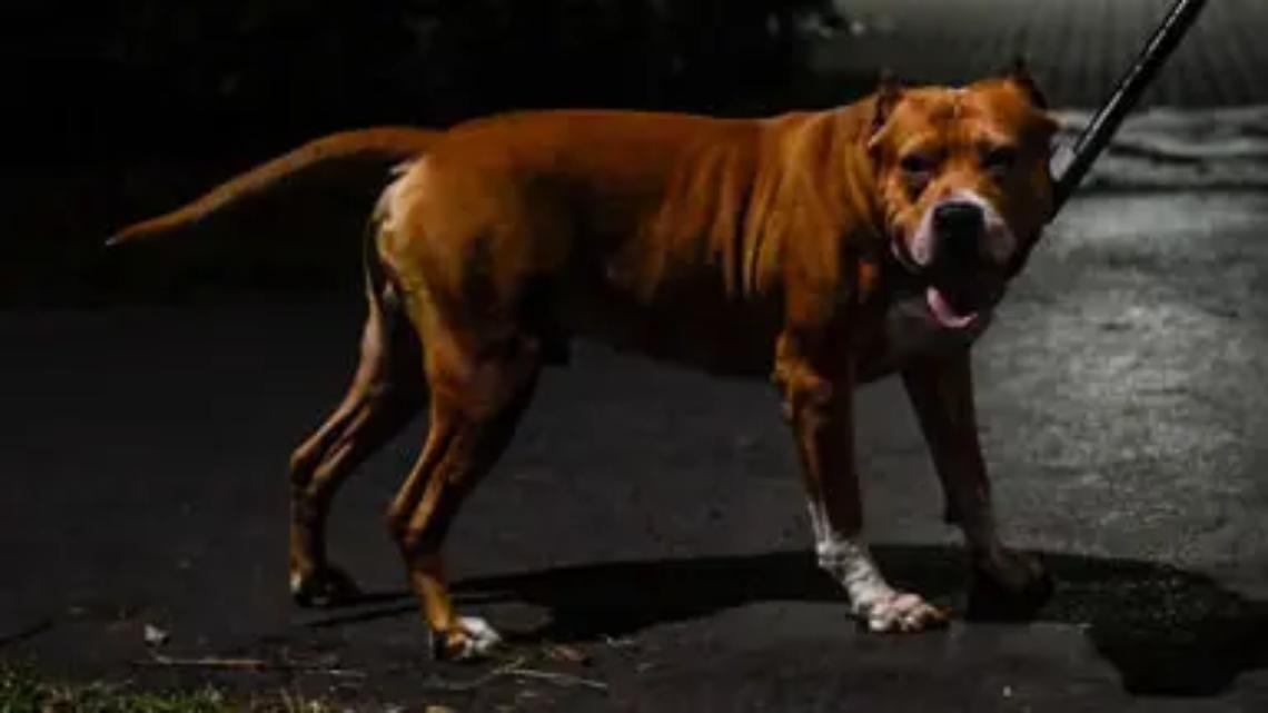 &laquo;Aggressione di pitbull in centro: servono pi&ugrave; controlli&raquo;