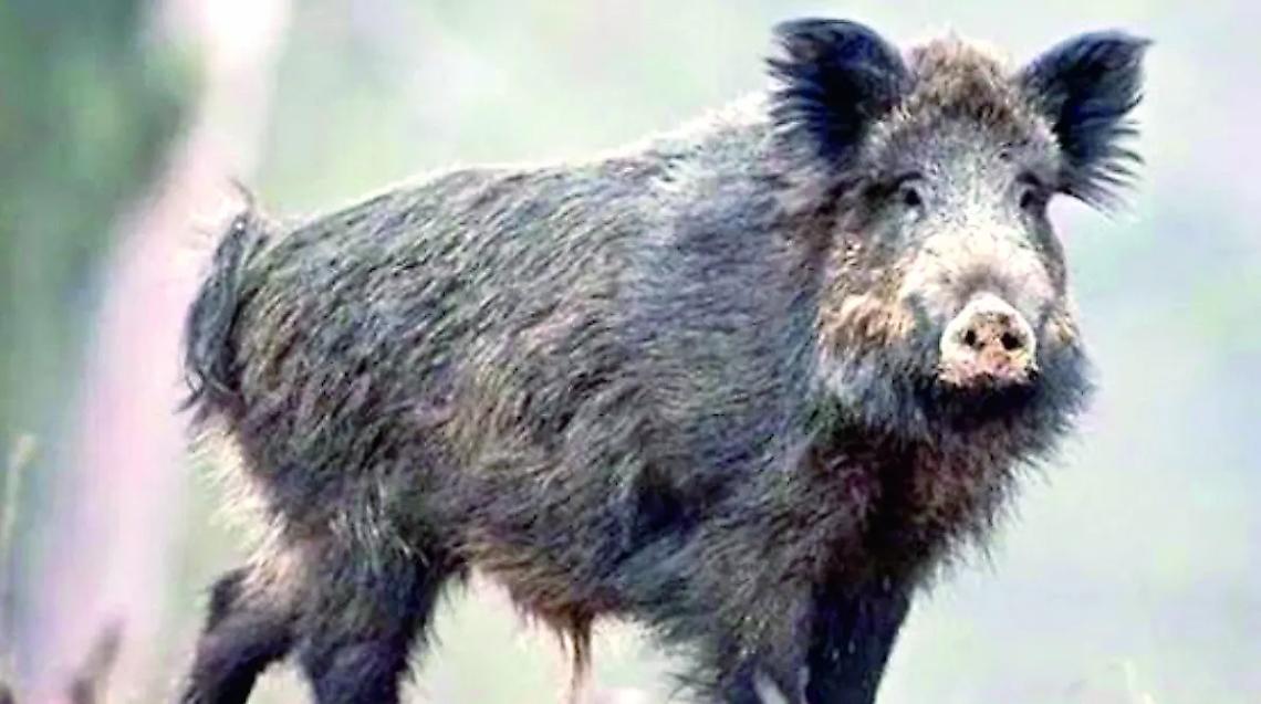 Piani di monitoraggio e censimento Partono interventi per daini e cinghiali