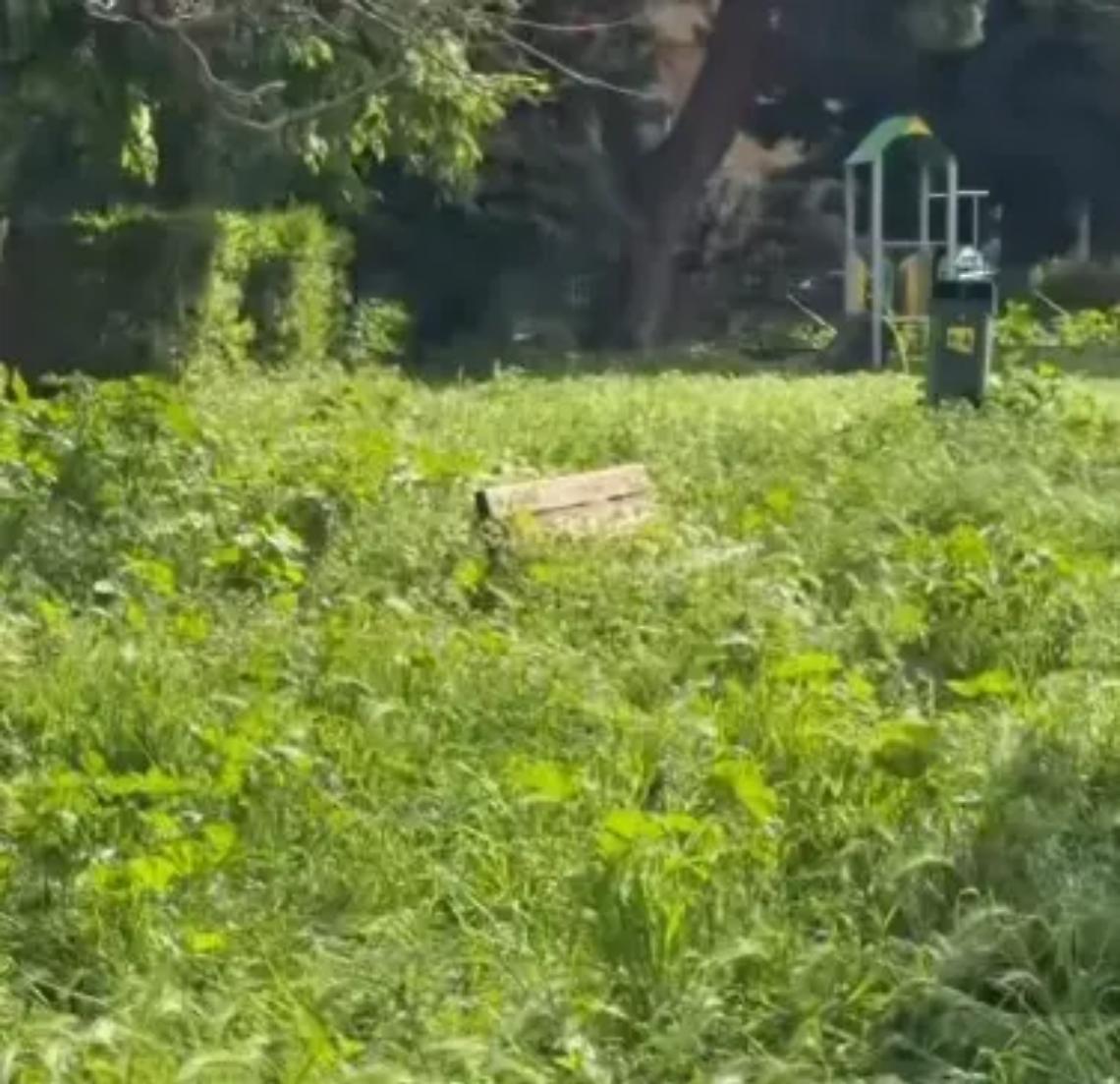 Erba alta a Viterbo, Martinengo: &laquo;In campo tutte le forze possibili&raquo;