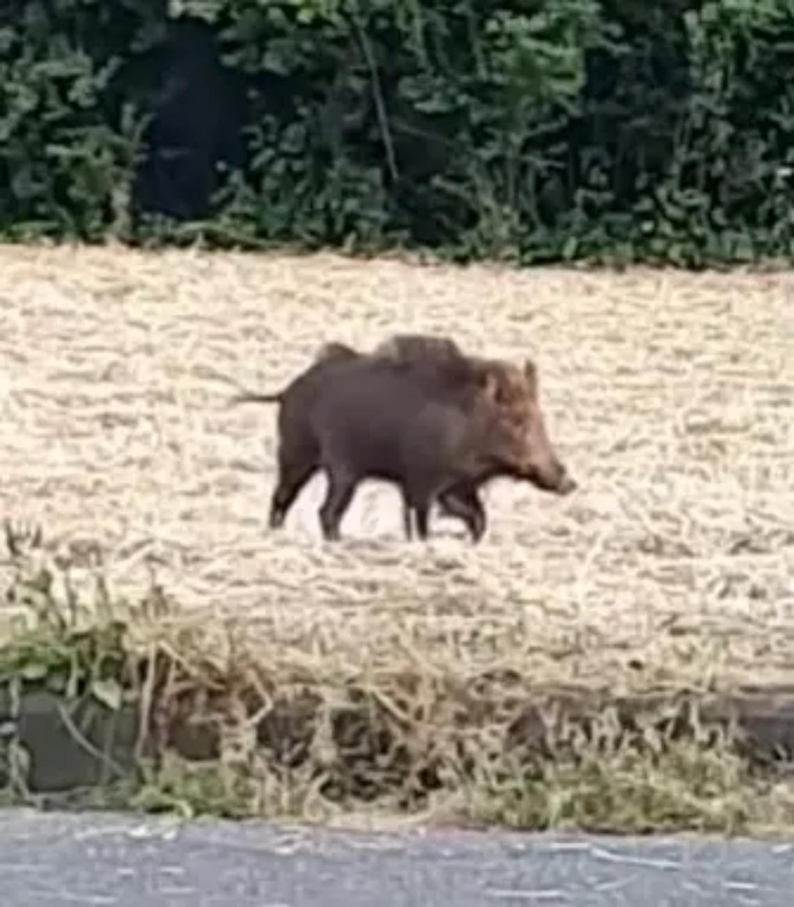 Cinghiali, ennesimo allarme: tornano a occupare i giardini di Ladispoli