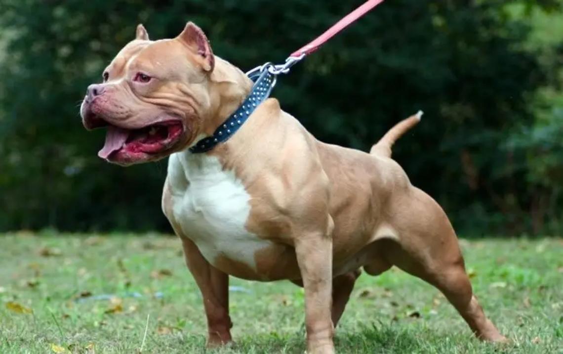 Viterbo, trasferito in canile il pitbull che ha ucciso un cagnolino