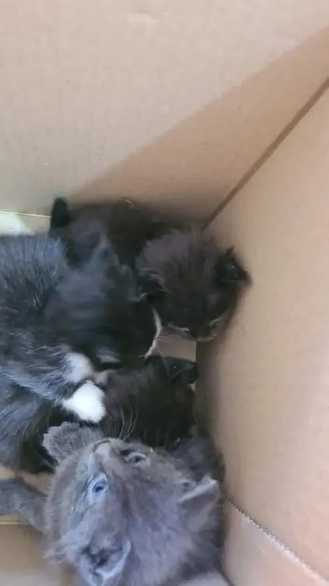 Sos gattini abbandonati ad Allumiere