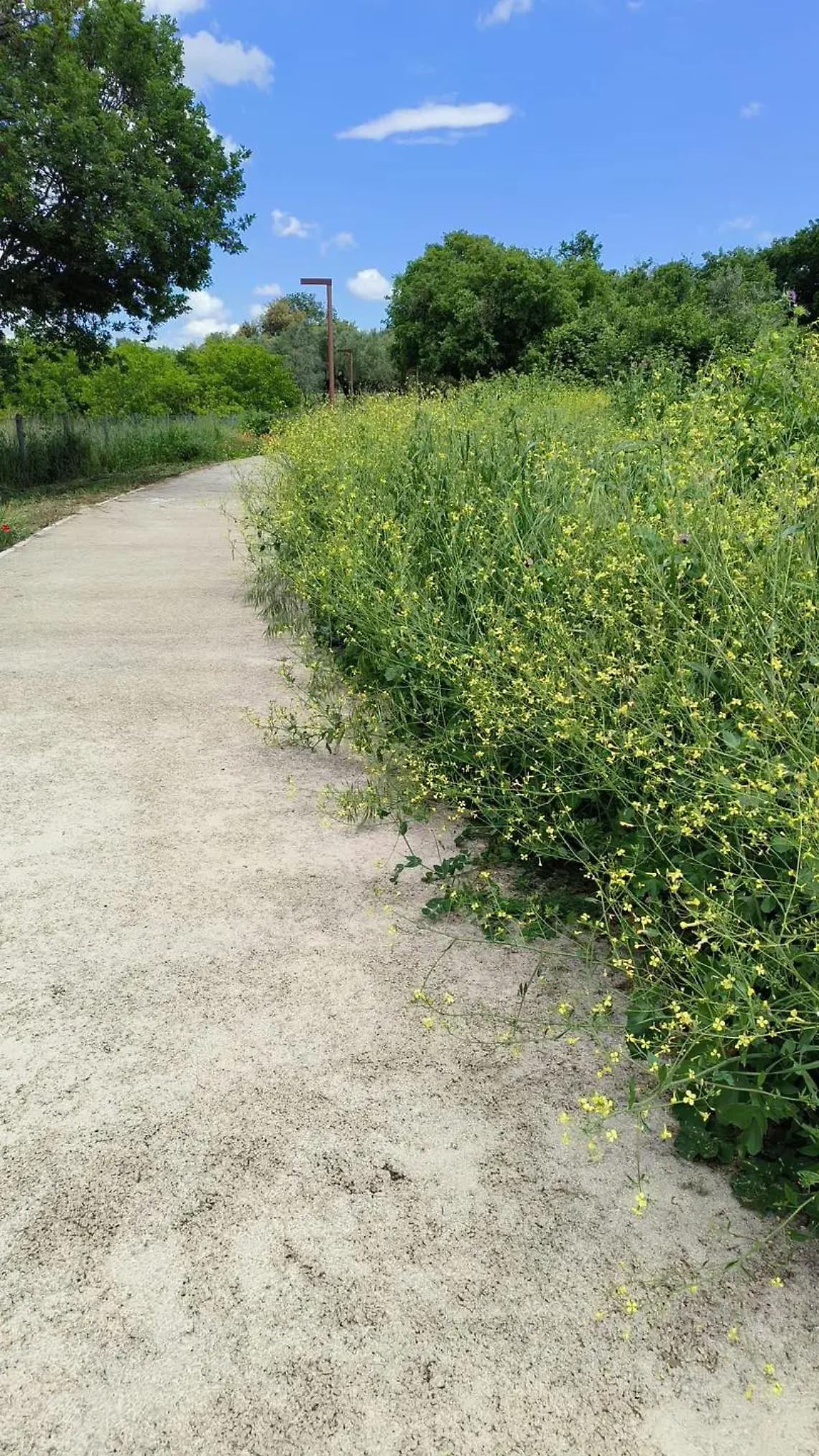 Erba alta: piano straordinario della Provincia