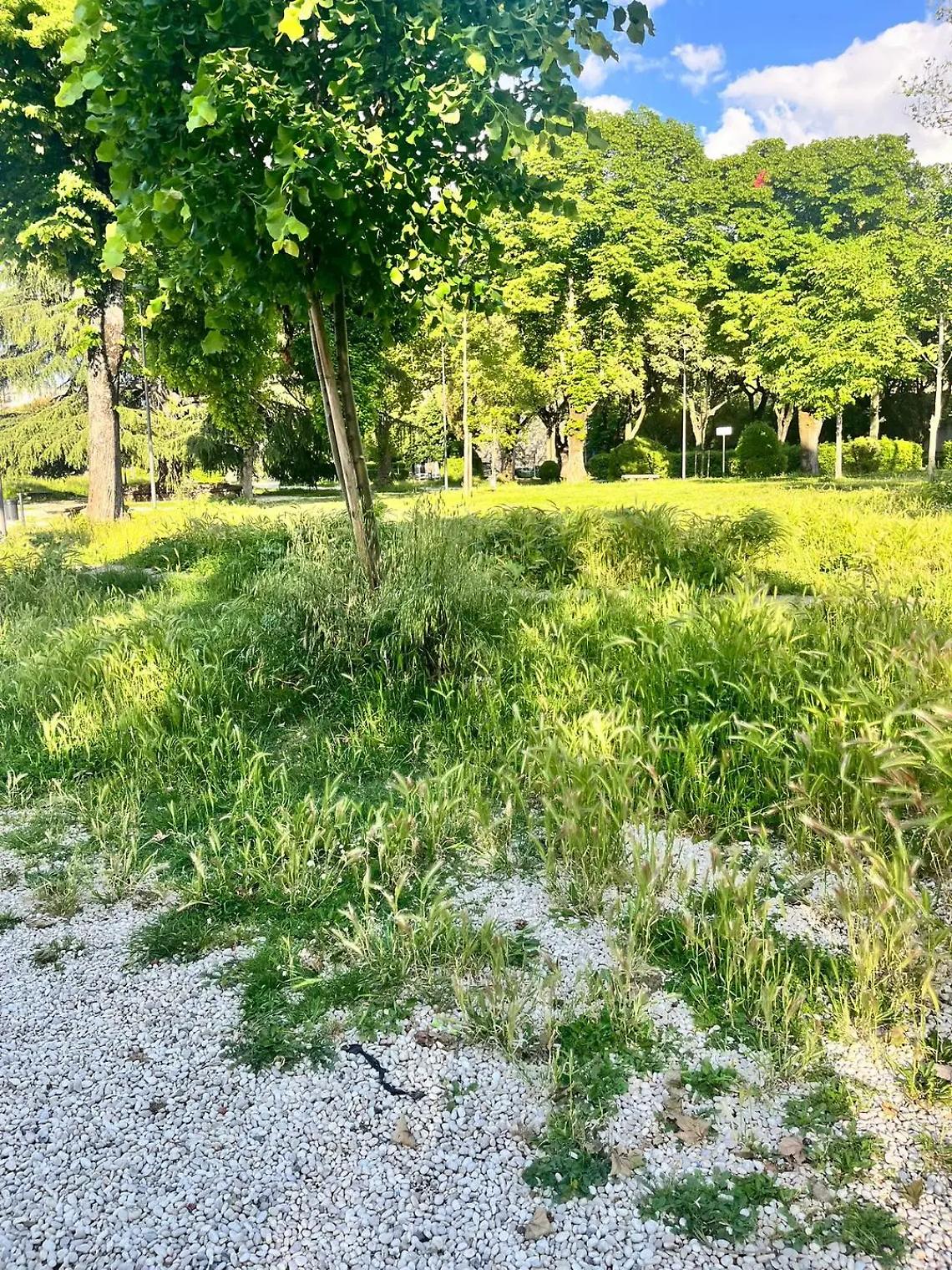 Erba alta a Viterbo, in campo la protezione civile