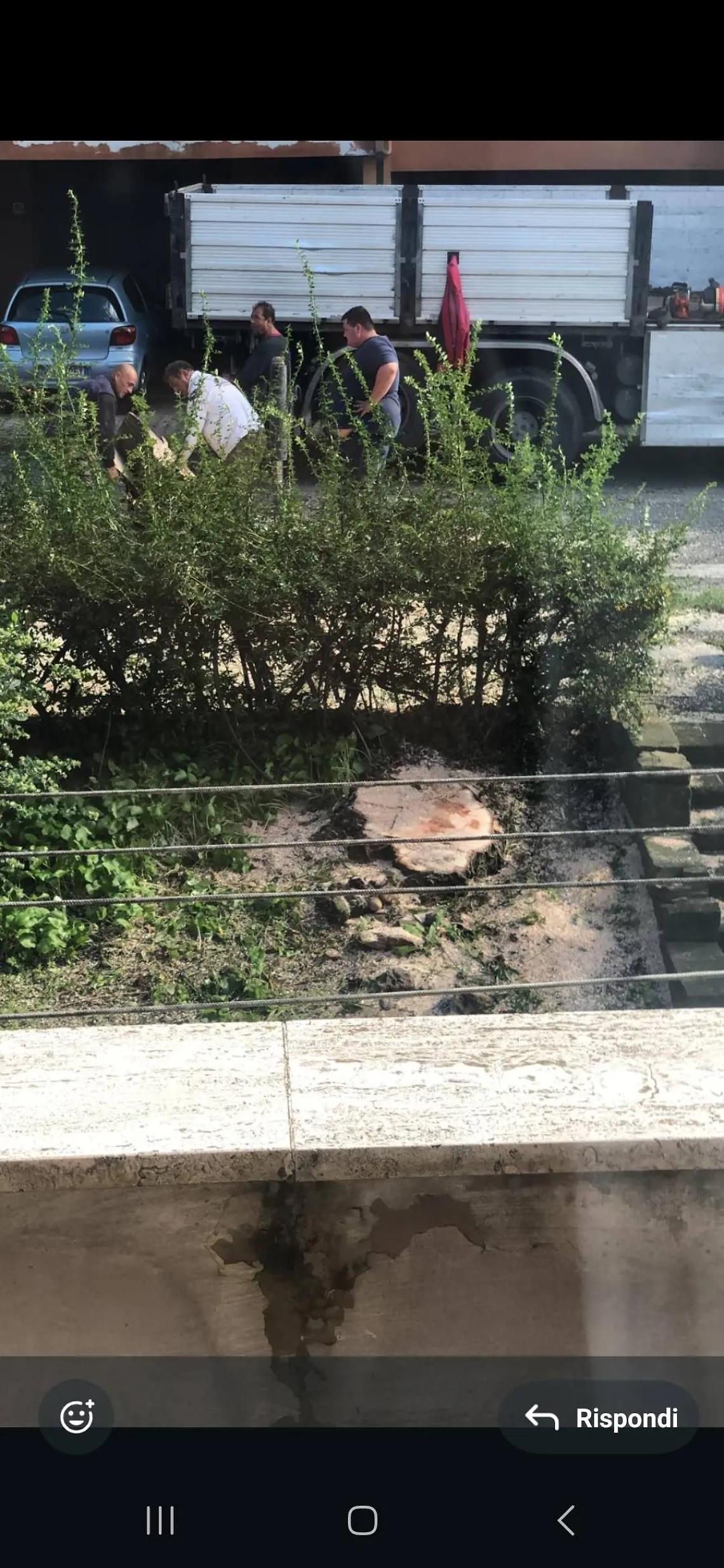 Moroni: &laquo;Il salice &egrave; stato abbattuto per inadempienze dell&rsquo;Ufficio Tecnico&raquo;