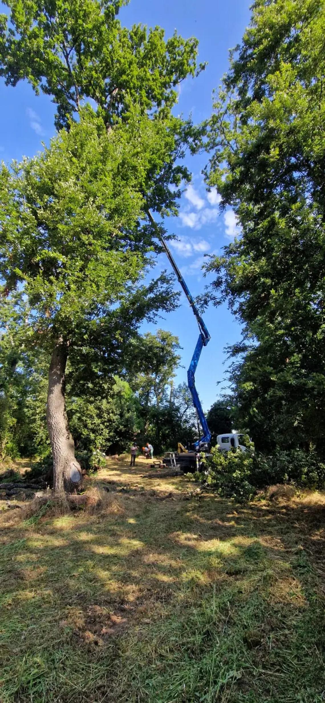 &laquo;Il bosco di Ladispoli in sicurezza, entro un mese riapre&raquo;