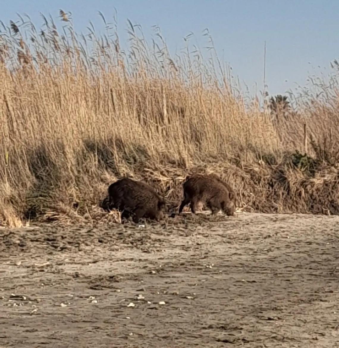 Sempre pi&ugrave; cinghiali nella palude di Torre Flavia