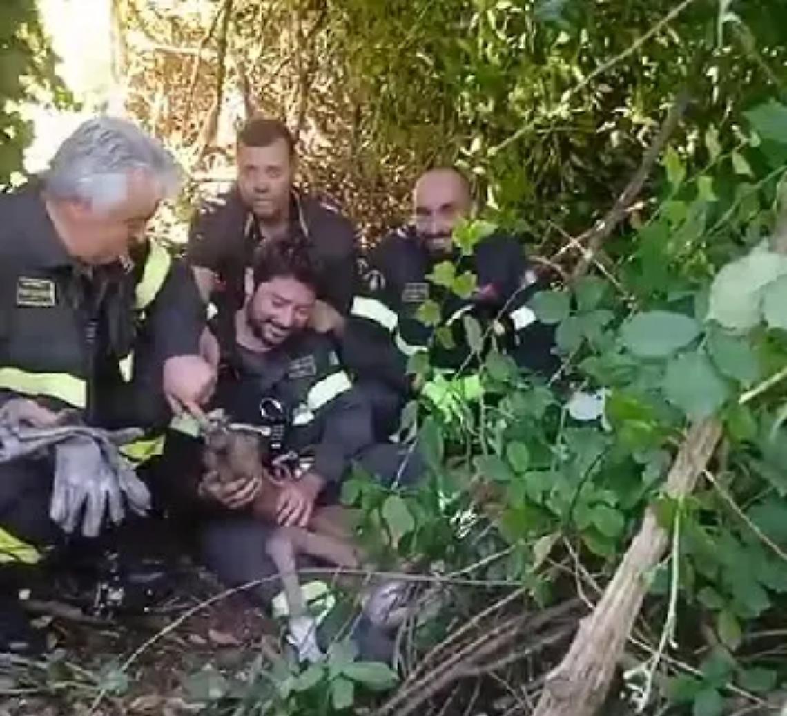 Puledro cade in un dirupo, salvato dai vigili del fuoco