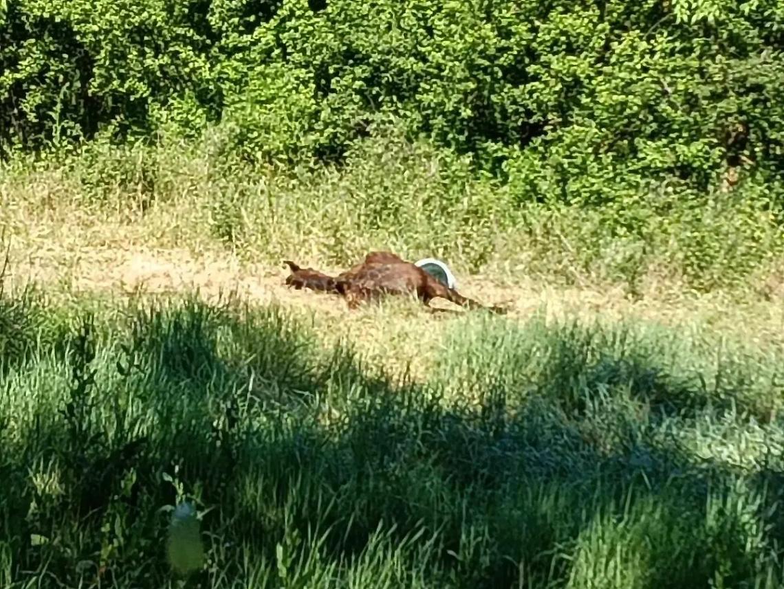 &Egrave; morta Alba radiosa, la cavalla soccorsa a Orte