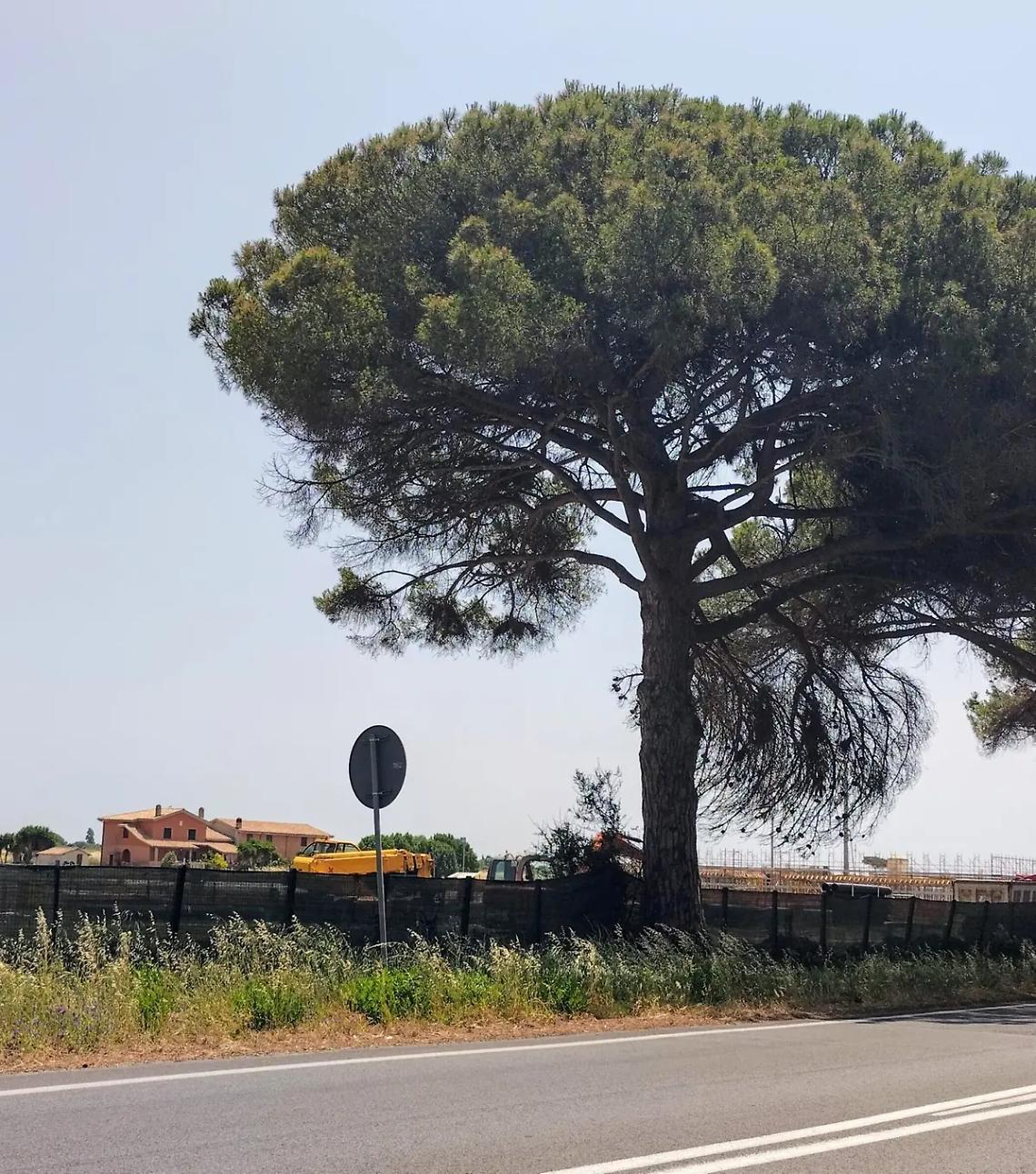 &laquo;A repentaglio la stabilit&agrave; dei pini&raquo;