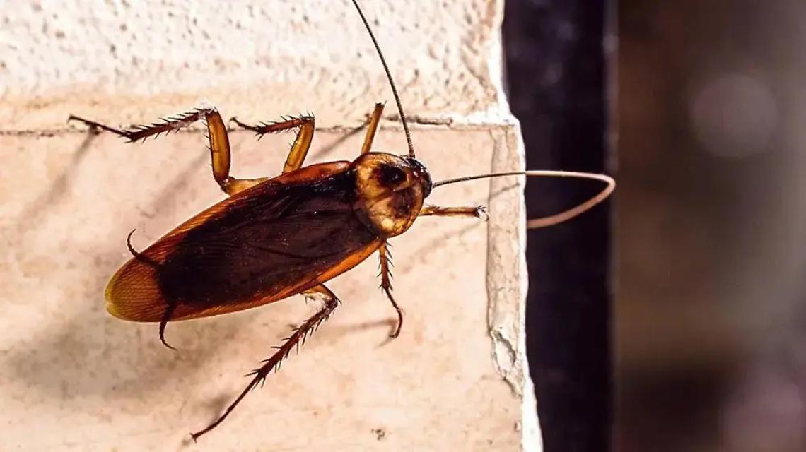 Allarme a Ostia: &laquo;Invasa dalle blatte volanti&raquo;