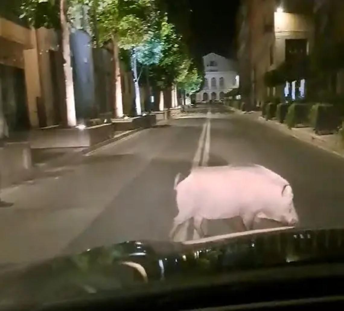 Cinghiali: si cercano le ditte per la cattura