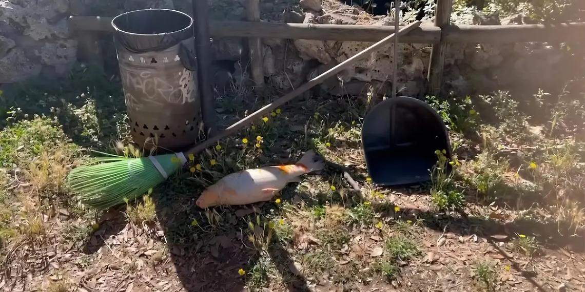 &laquo;Moria dei pesci a Prato Giardino, la sindaca spieghi&raquo;