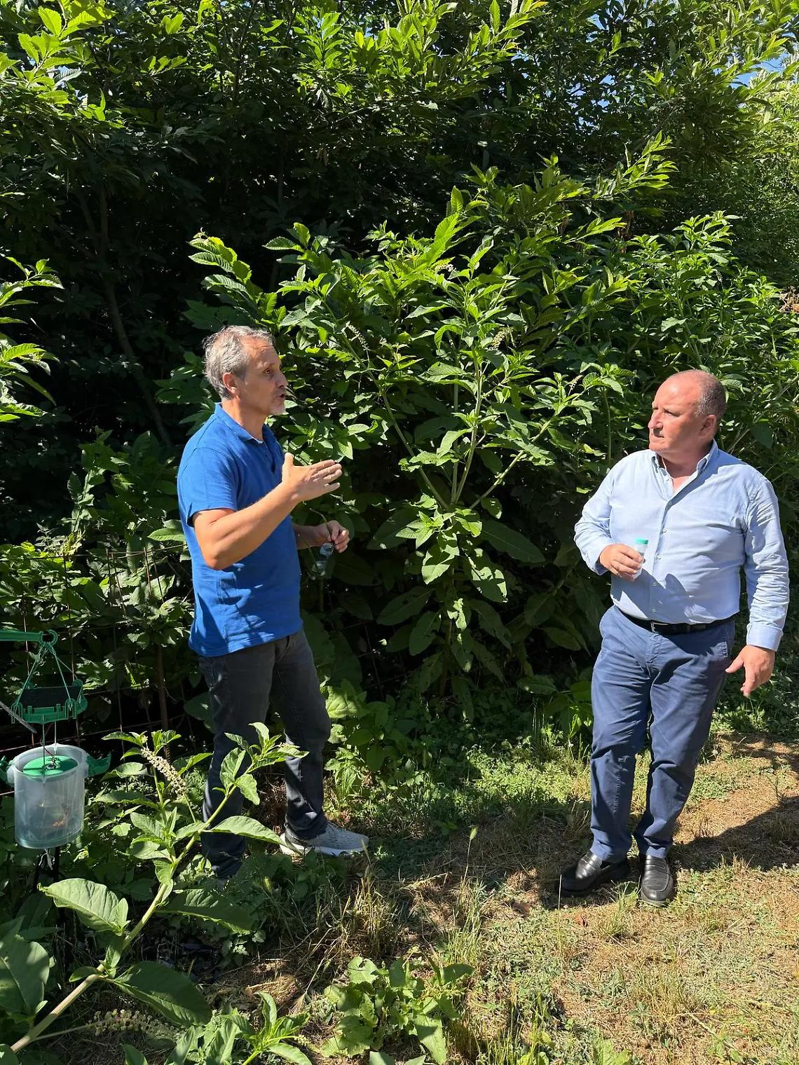 &laquo;Vespa samurai lanciata in 47 siti del Lazio, 35 solo nella Tuscia&raquo;
