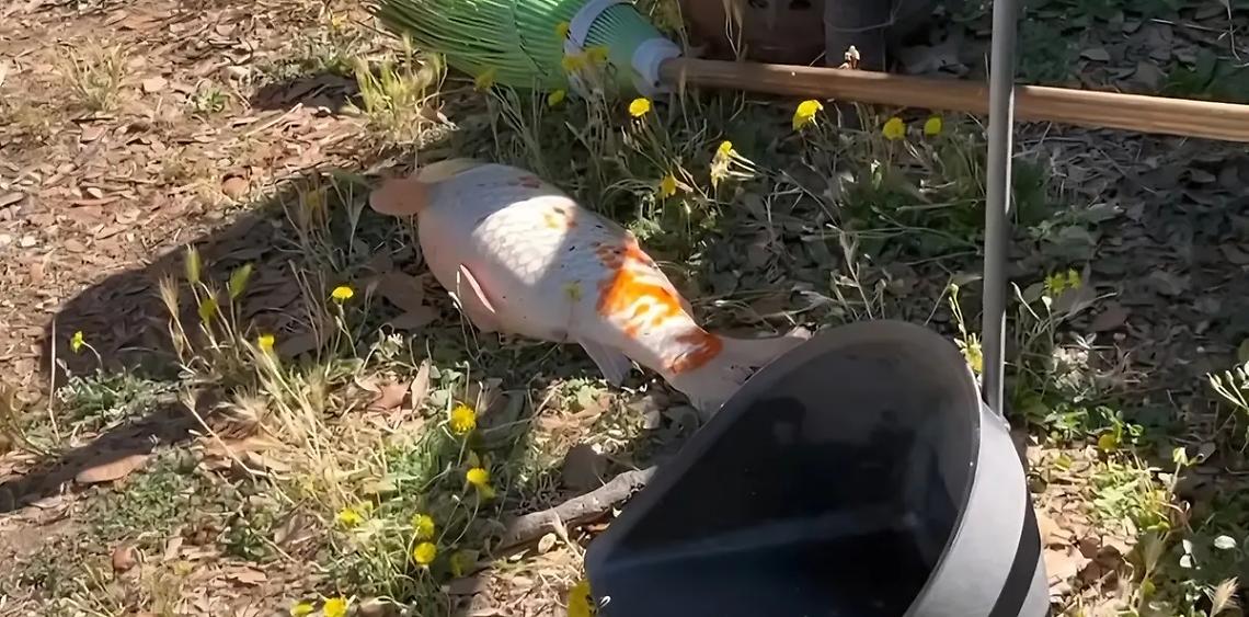 Pesci morti a Prato Giardino, la Lav di Viterbo: &laquo;Fatto agghiacciante&raquo;