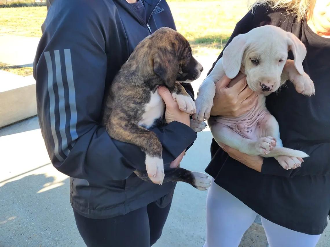 Lotta la randagismo: 5mila euro a Cerveteri da Citt&agrave; Metropolitana