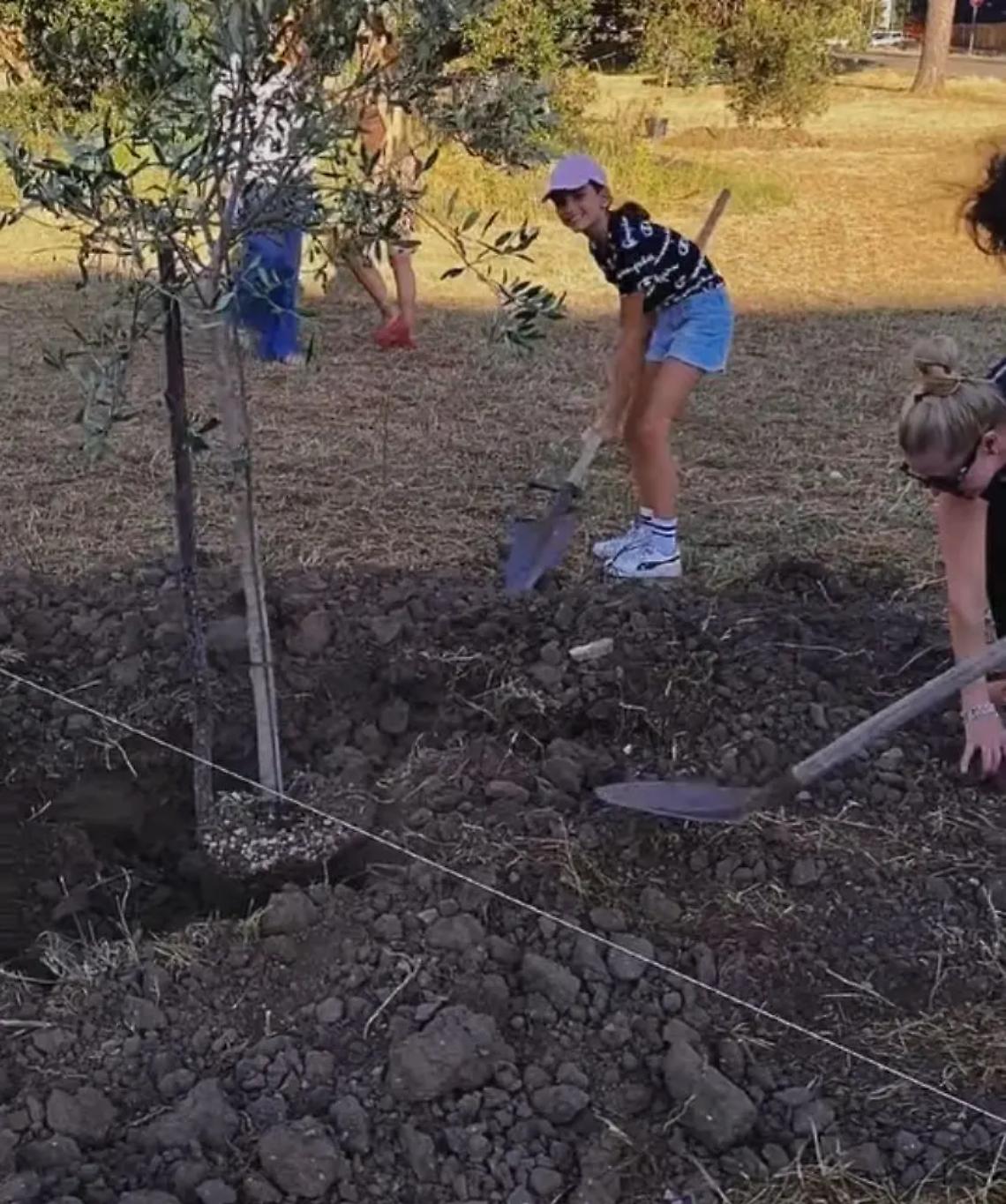 Tarquinia, nuovi alberi di ulivo nel parco di in via Giovanni XXIII