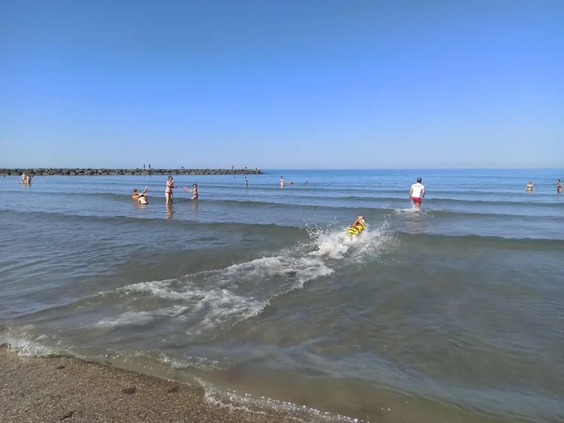 Mare, sicurezza a Torre Flavia: si punta sui cani bagnino