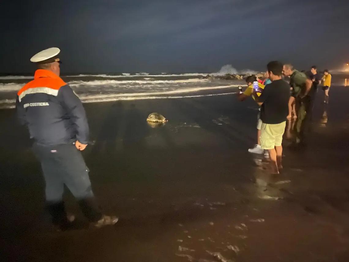 Alla scoperta della Caretta caretta, incontro pubblico con Tarta Lazio