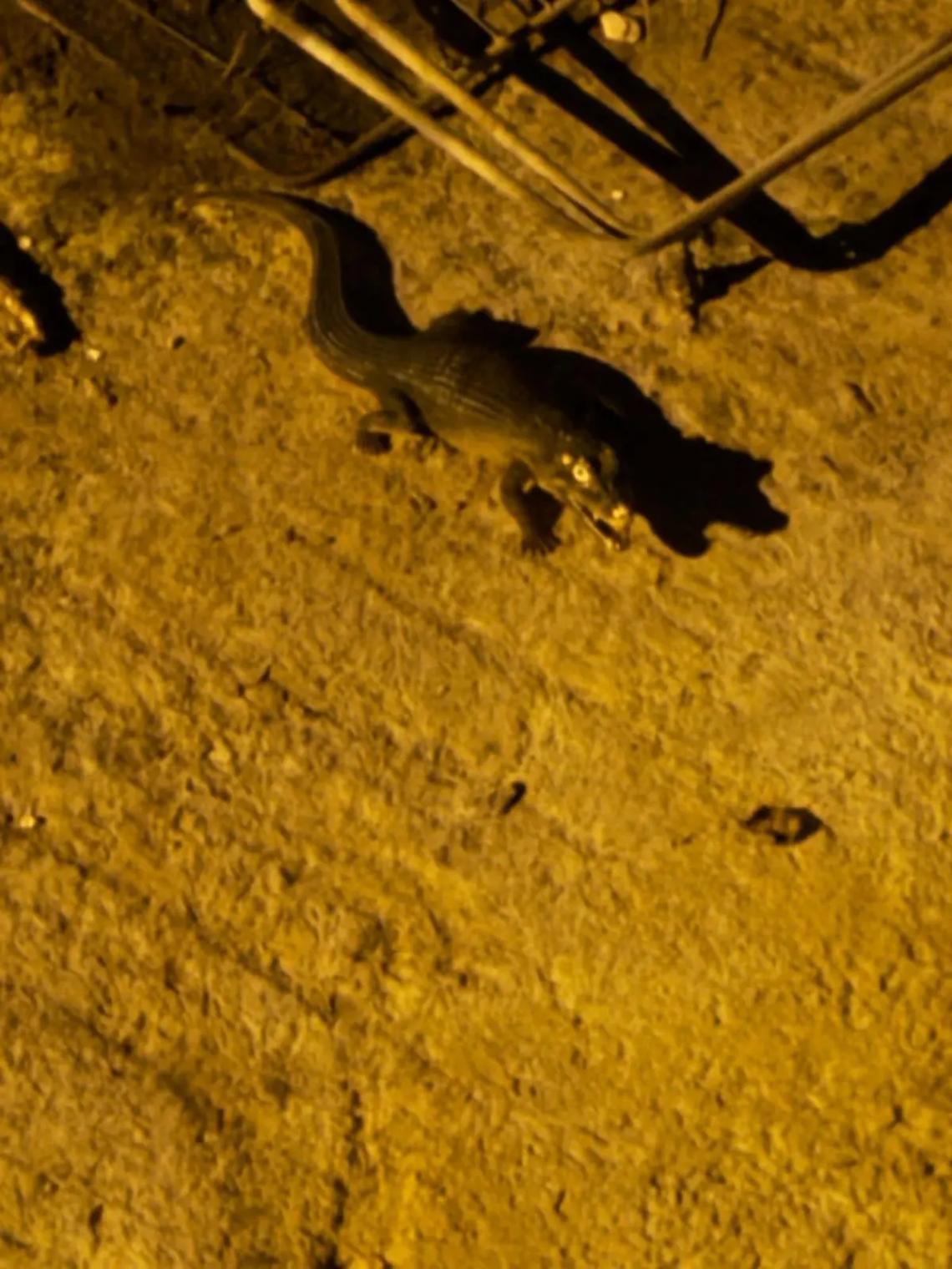 &laquo;Coccodrillo nel fiume&raquo;: ricerche a Ladispoli tra incredulit&agrave; e curiosit&agrave;