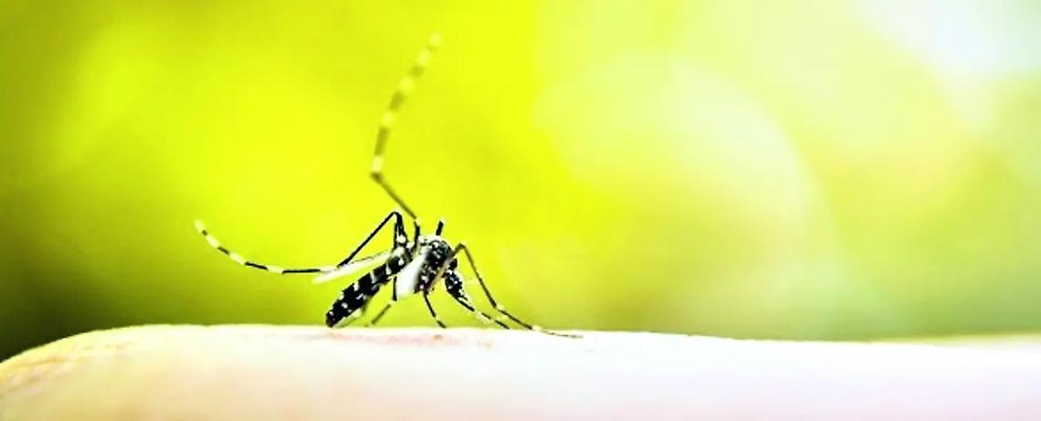 Virus West Nile, il Comune si attiva
