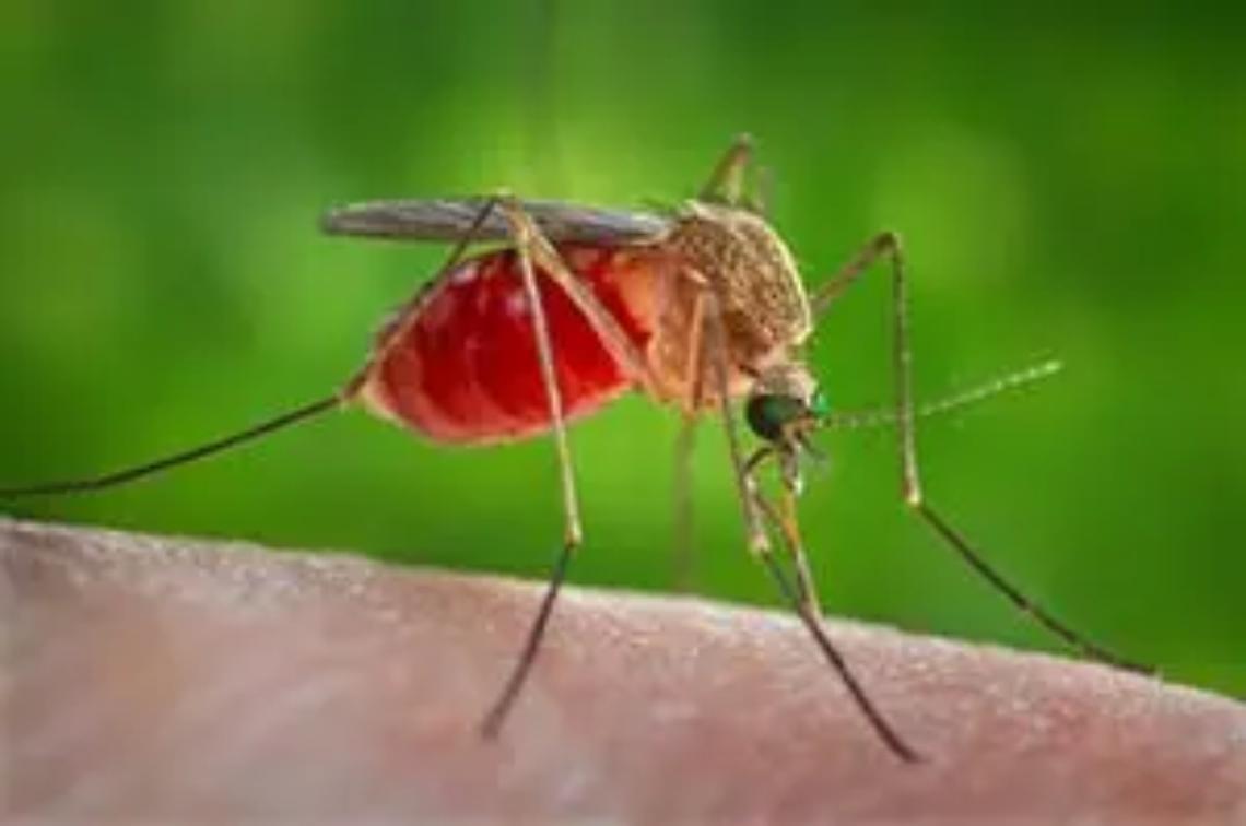West Nile, il presidente della Regione Lazio Rocca firma l&rsquo;ordinanza urgente per prevenire la diffusione
