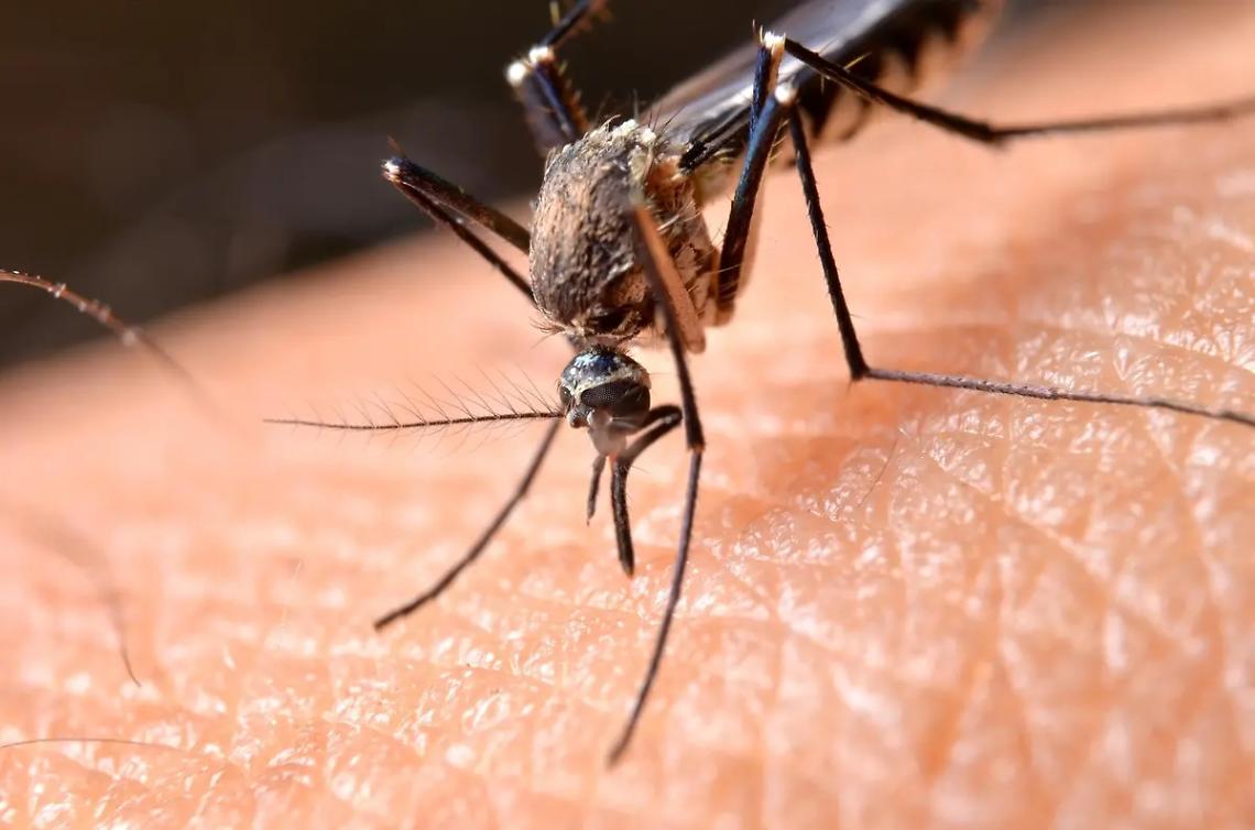 West Nile, ordinanza del Sindaco per la prevenzione e il controllo delle malattie trasmesse da zanzare