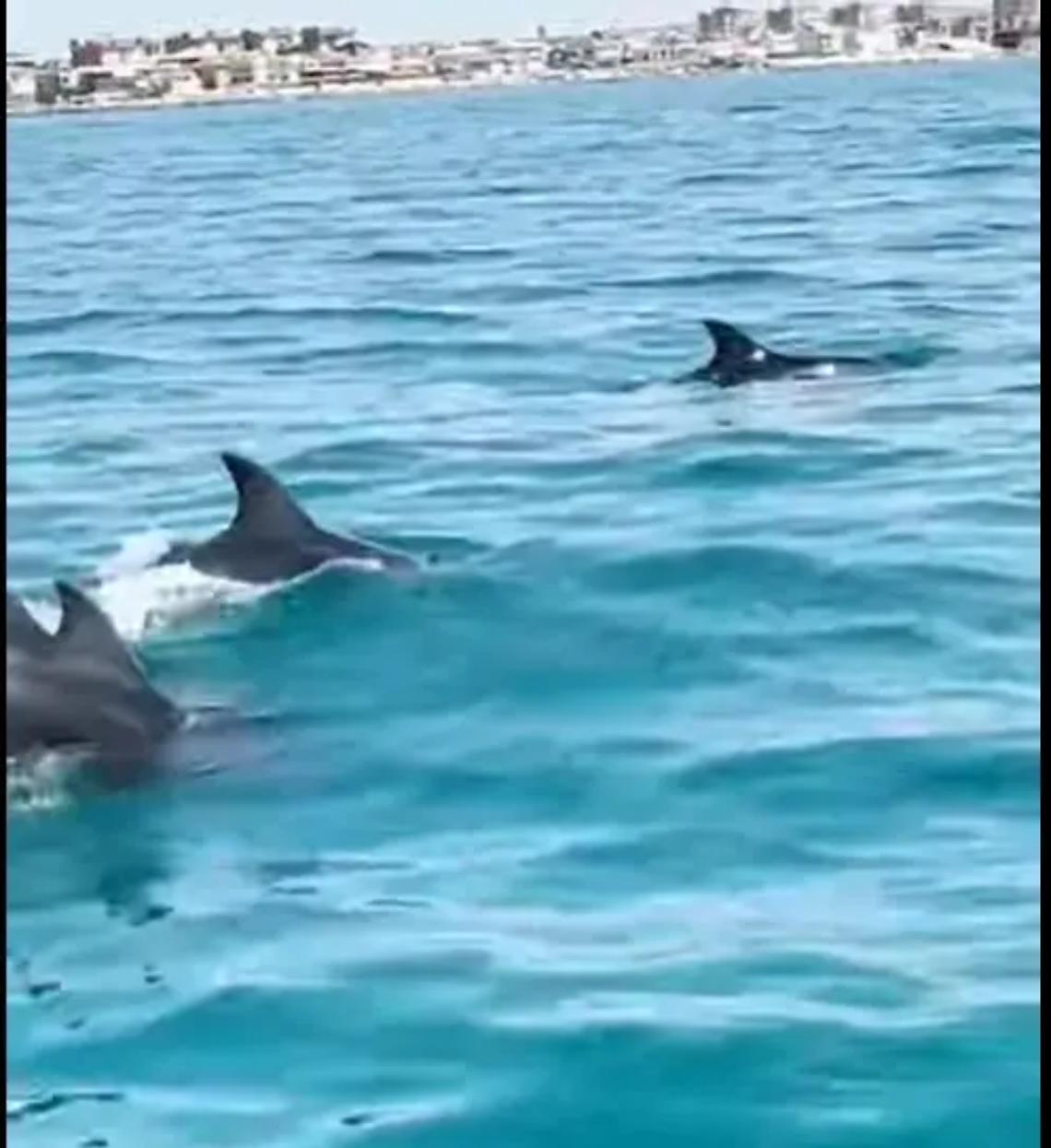 Delfini, squali e tartarughe sempre pi&ugrave; vicini alla costa