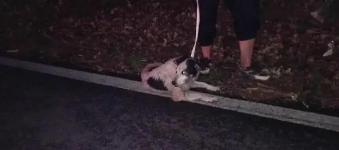 &laquo;Cane scappato da giorni e con ferite da morso&raquo;