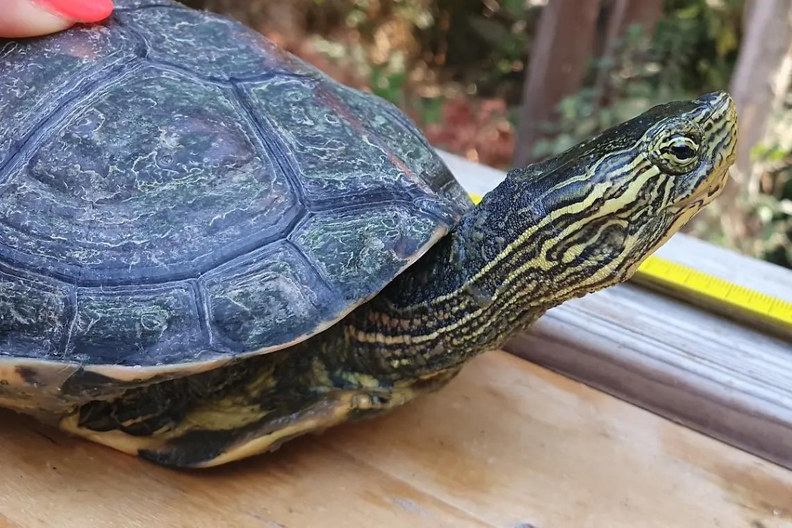 Le tartarughe &ldquo;killer&rdquo; invadono la palude