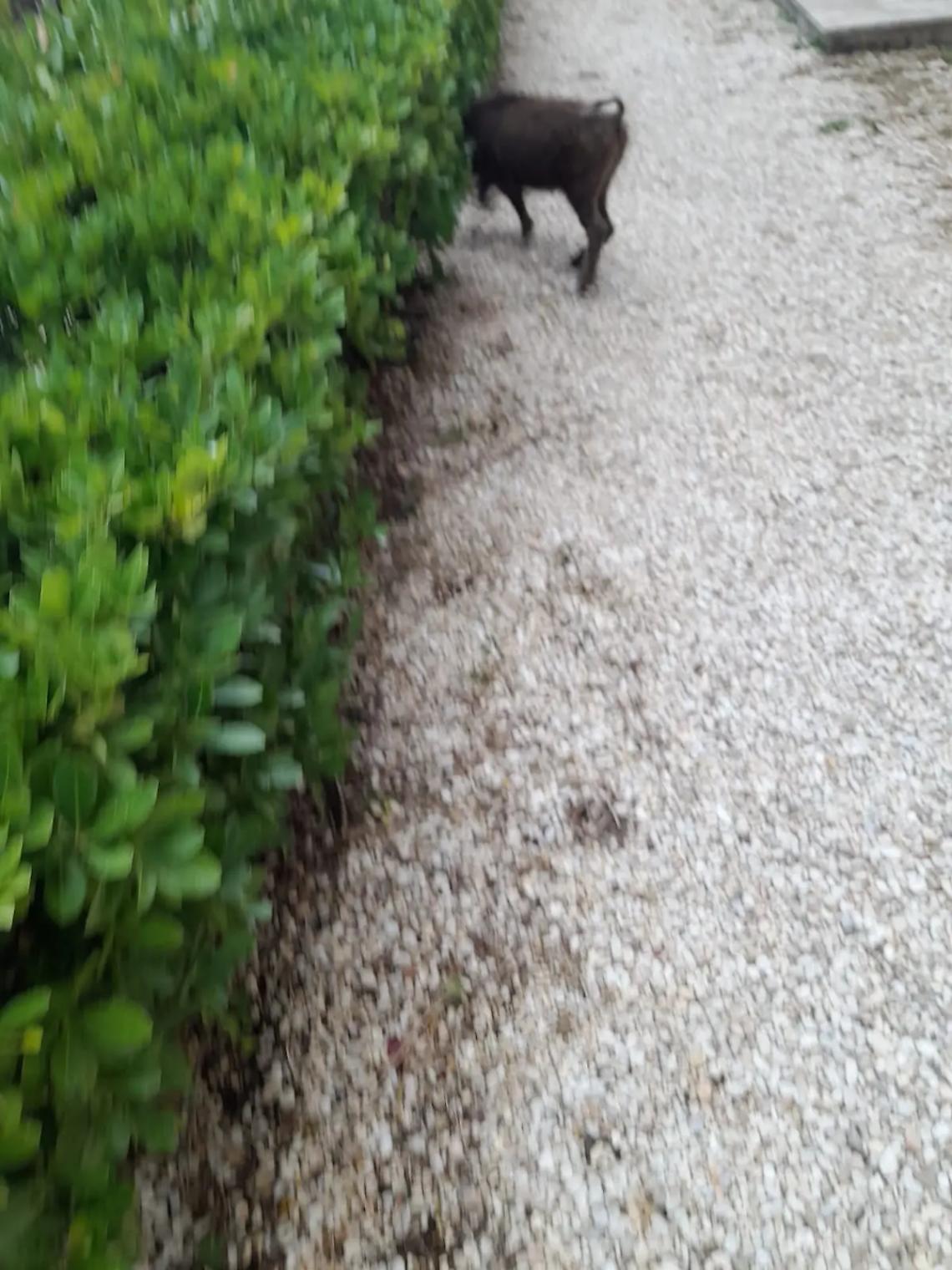 &laquo;Cinghiali all&rsquo;interno del cimitero&raquo;