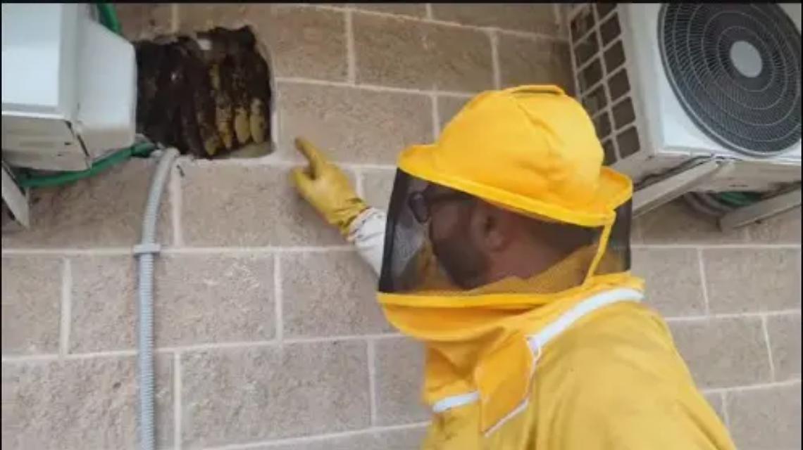 Vespe e calabroni, proliferano i nidi nei giardini delle case