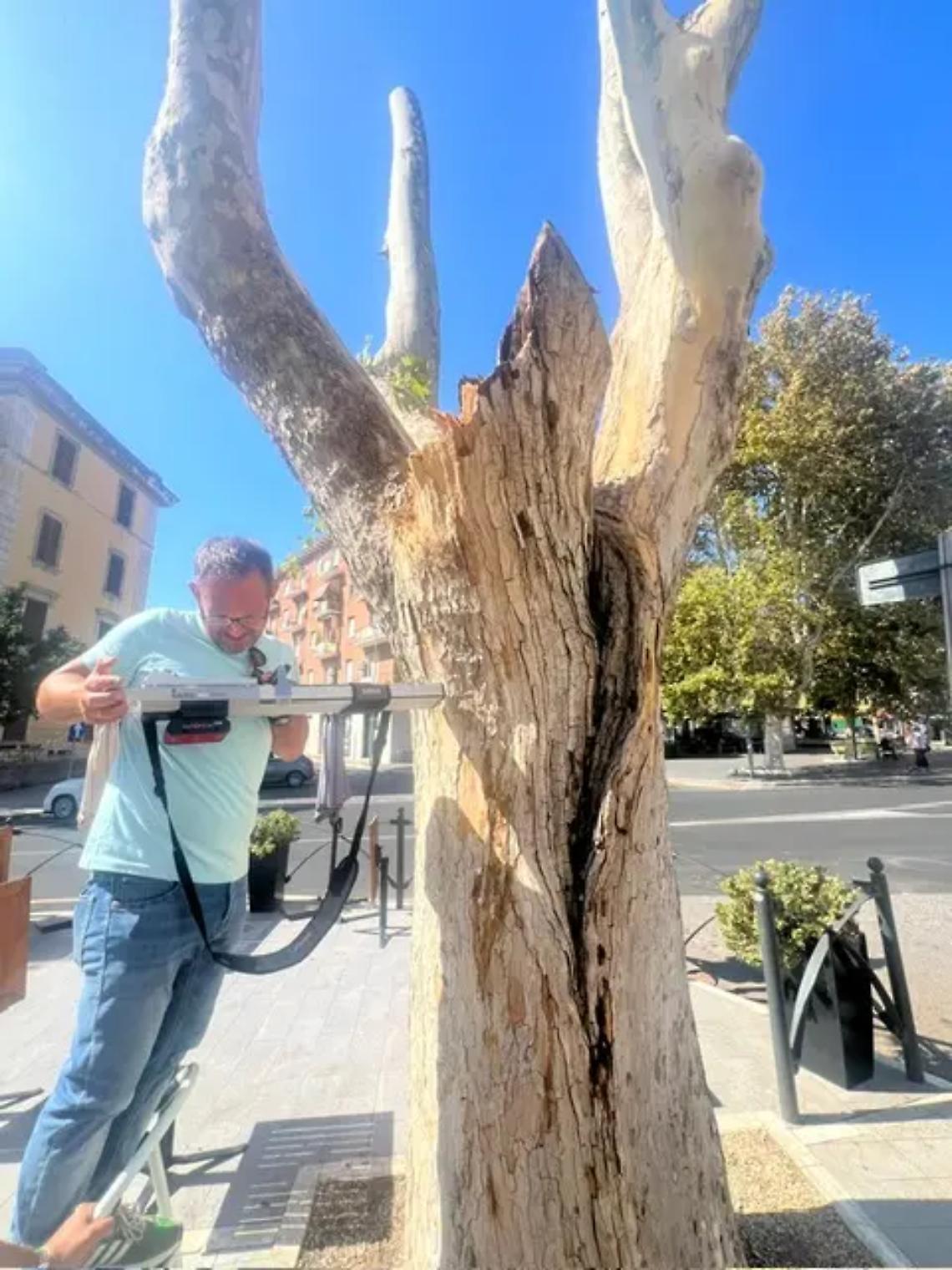 Largo D&rsquo;Ardia, dopo il crollo del platano il Comune: &laquo;Rischio C nel 2023, ora carie interna e fungo Phellinus&raquo;