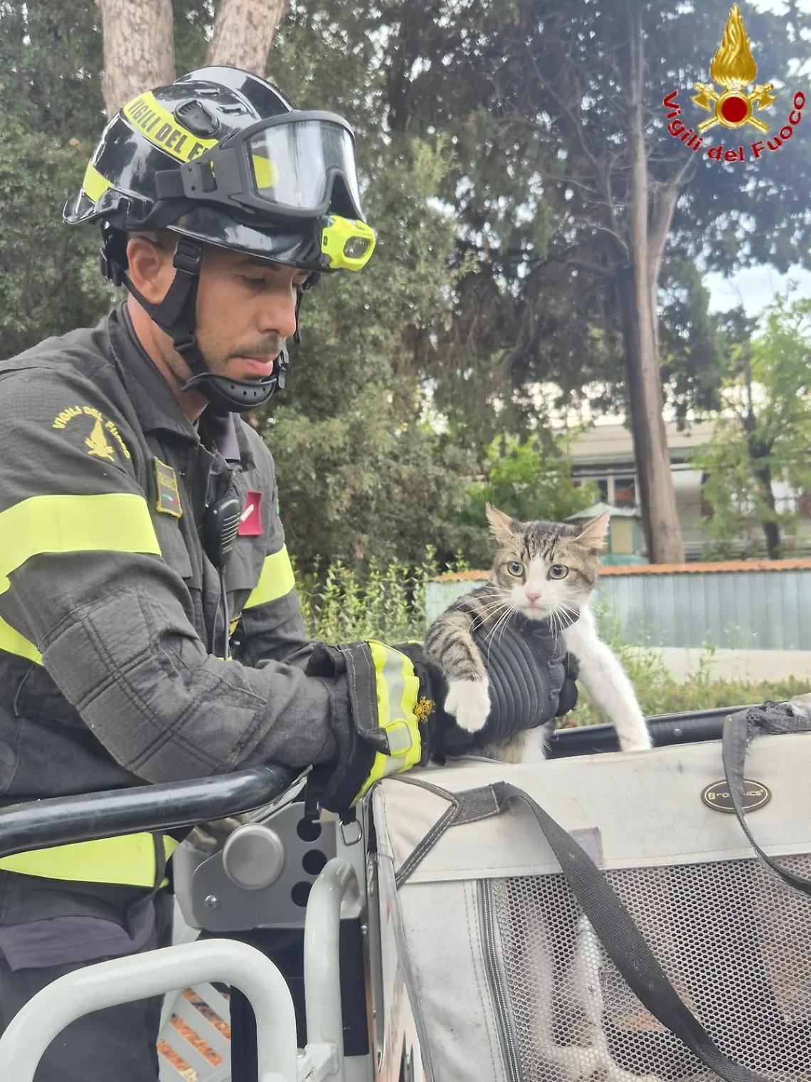 Civitavecchia, gattino bloccato su un pino: salvato dai Vigili del fuoco