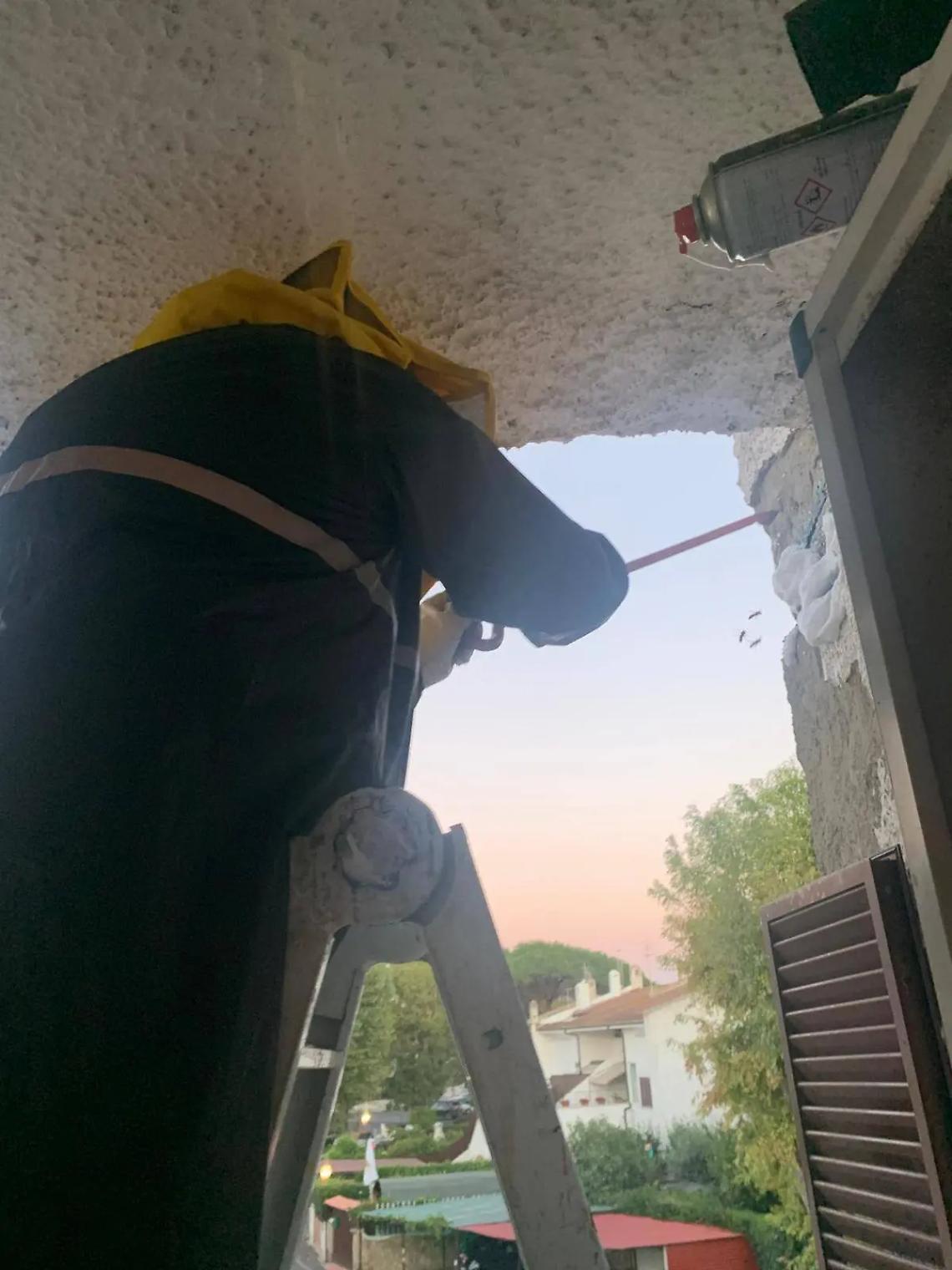 Nidi di vespe e calabroni: l&rsquo;invasione continua