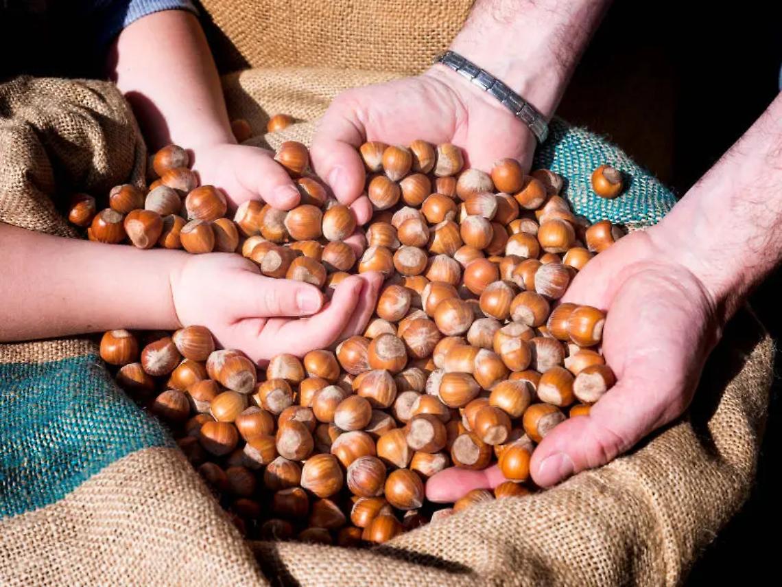 Crisi della nocciola: Biodistretto critico con Ferrero e politica