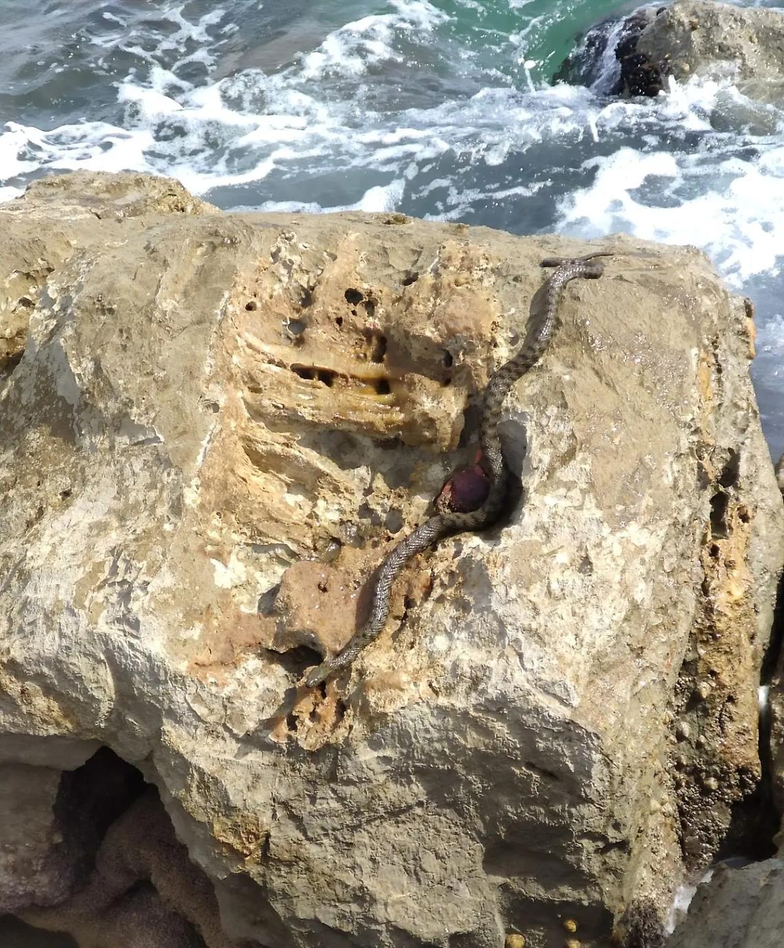 Bisce in mare e sugli scogli, l&rsquo;appello degli esperti: &laquo;Sono innocue, non uccidetele&raquo;