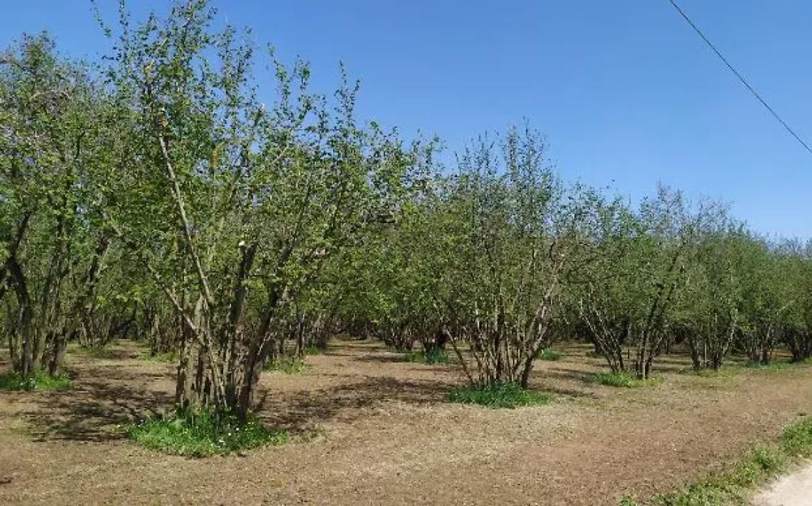 &laquo;Pronti a finanziare il raddoppio dei lanci di vespa samurai&raquo;